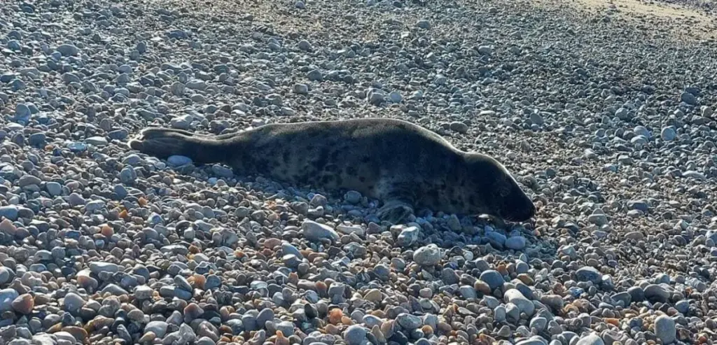 Phoque à Trouville-sur-Mer : pourquoi ce visiteur surprise a émerveillé les vacanciers cet été