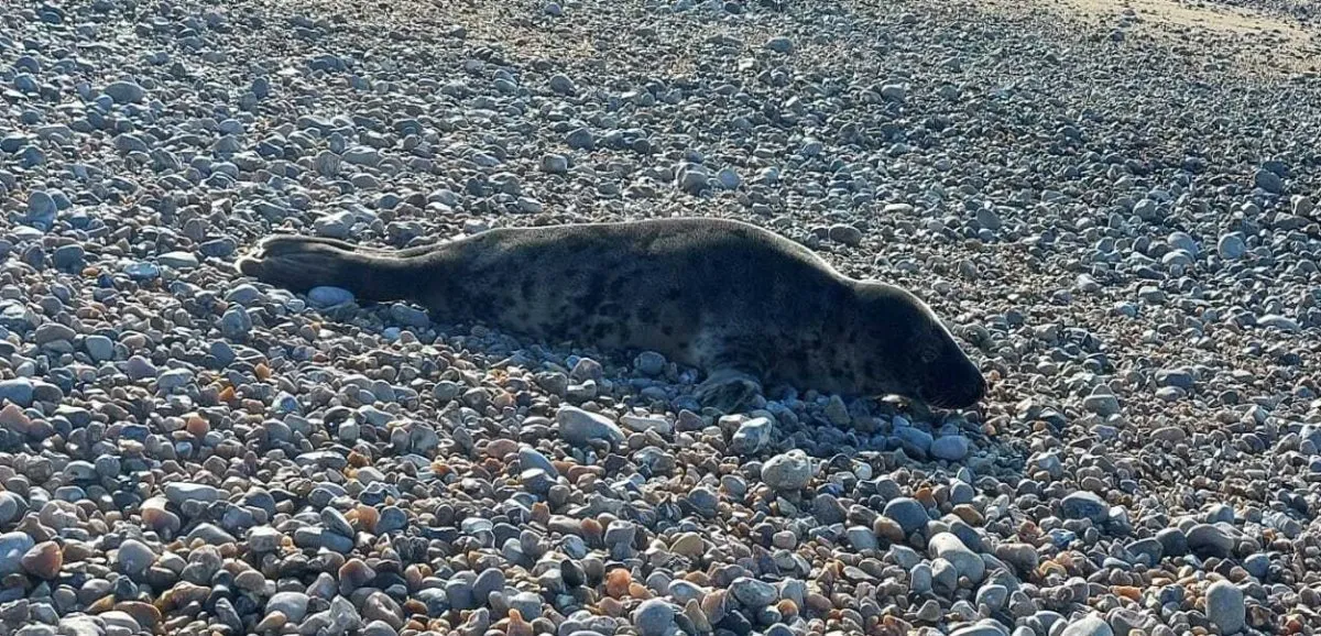 Phoque à Trouville-sur-Mer : pourquoi ce visiteur surprise a émerveillé les vacanciers cet été